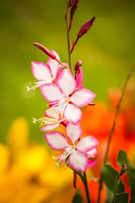 Gaura lindheimeri 'Florgaured' (Prachtkaars) - afbeelding 18