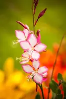 Gaura lindheimeri 'Florgaured' (Prachtkaars) - afbeelding 18