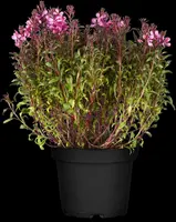 Gaura lindheimeri 'Florgaured' (Prachtkaars) - afbeelding 14