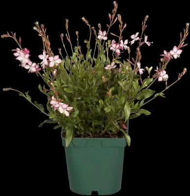 Gaura lindheimeri 'Florgaured' (Prachtkaars) - afbeelding 20