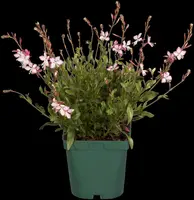 Gaura lindheimeri 'Florgaured' (Prachtkaars) - afbeelding 20