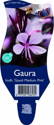 Gaura lindheimeri 'Gaudi Medium Pink' (Prachtkaars) - afbeelding 1