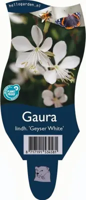 Gaura lindheimeri 'Geyser White' (Prachtkaars) - afbeelding 1