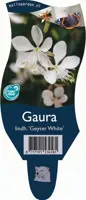 Gaura lindheimeri 'Geyser White' (Prachtkaars) - afbeelding 1