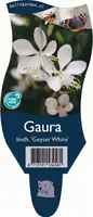 Gaura lindheimeri 'Geyser White' (Prachtkaars) - afbeelding 1