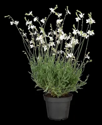 Gaura lindheimeri 'Geyser White' (Prachtkaars) - afbeelding 3