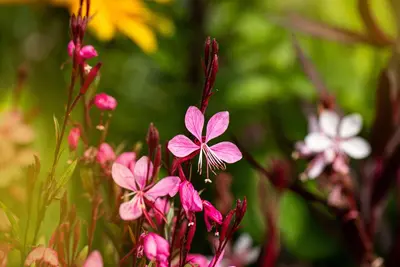 Gaura lindheimeri, rot (Prachtkaars) - afbeelding 1