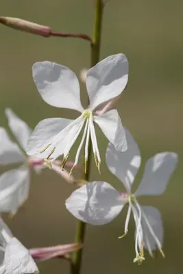 Gaura lindheimeri, weiß (Prachtkaars) - afbeelding 4