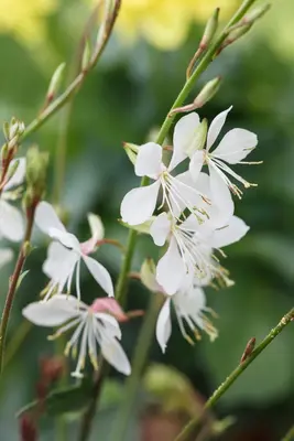Gaura lindheimeri, weiß (Prachtkaars) - afbeelding 5
