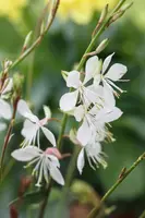 Gaura lindheimeri, weiß (Prachtkaars) - afbeelding 5