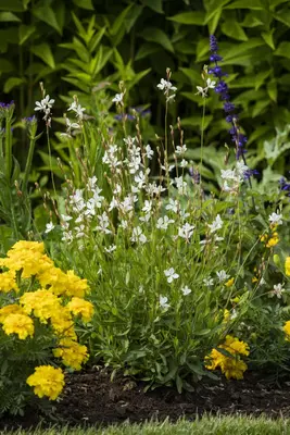 Gaura lindheimeri, weiß (Prachtkaars) - afbeelding 7