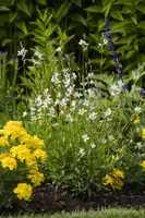 Gaura lindheimeri, weiß (Prachtkaars) - afbeelding 7