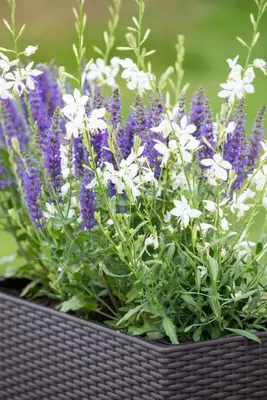 Gaura lindheimeri, weiß (Prachtkaars) - afbeelding 9