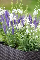 Gaura lindheimeri, weiß (Prachtkaars) - afbeelding 9