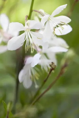 Gaura lindheimeri, weiß (Prachtkaars) - afbeelding 10