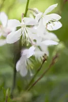 Gaura lindheimeri, weiß (Prachtkaars) - afbeelding 10