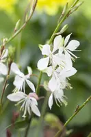 Gaura lindheimeri, weiß (Prachtkaars) - afbeelding 11