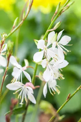 Gaura lindheimeri, weiß (Prachtkaars) - afbeelding 12