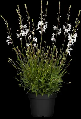 Gaura lindheimeri, weiß (Prachtkaars) - afbeelding 3