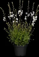 Gaura lindheimeri, weiß (Prachtkaars) - afbeelding 3