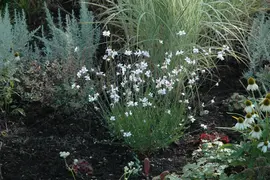 Gaura lindheimeri, weiß (Prachtkaars) - afbeelding 8