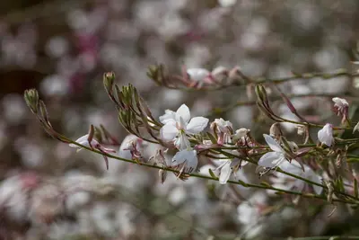Gaura lindheimeri, weiß (Prachtkaars) - afbeelding 1