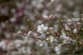 Gaura lindheimeri, weiß (Prachtkaars) - afbeelding 1