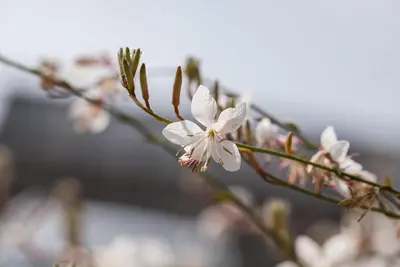 Gaura lindheimeri, weiß (Prachtkaars) - afbeelding 2