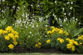 Gaura lindheimeri, weiß (Prachtkaars) - afbeelding 6