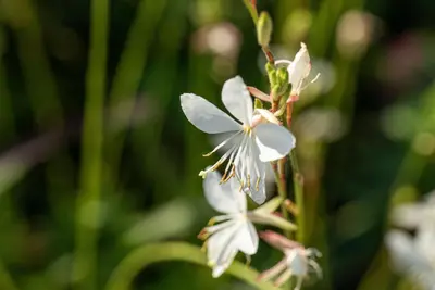 Gaura lindheimeri, weiß (Prachtkaars) - afbeelding 13