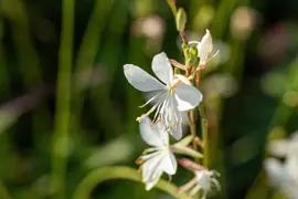 Gaura lindheimeri, weiß (Prachtkaars) - afbeelding 13