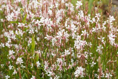 Gaura lindheimeri, weiß (Prachtkaars) - afbeelding 14