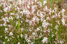 Gaura lindheimeri, weiß (Prachtkaars) - afbeelding 14