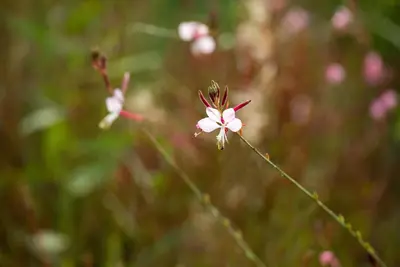 Gaura lindheimeri, weiß (Prachtkaars) - afbeelding 15