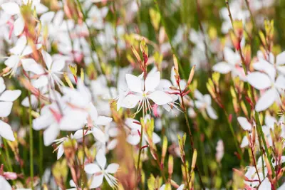 Gaura lindheimeri 'Whirling Butterflies' (Prachtkaars) - afbeelding 3