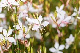 Gaura lindheimeri 'Whirling Butterflies' (Prachtkaars) - afbeelding 4