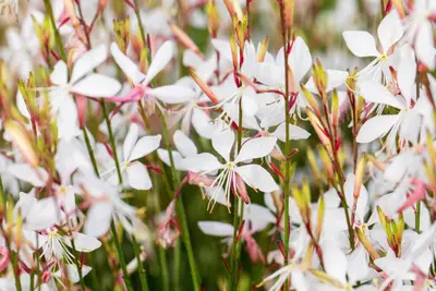 Gaura lindheimeri 'Whirling Butterflies' (Prachtkaars) - afbeelding 5