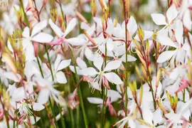 Gaura lindheimeri 'Whirling Butterflies' (Prachtkaars) - afbeelding 5
