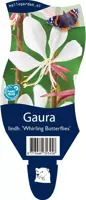 Gaura lindheimeri 'Whirling Butterflies' (Prachtkaars) - afbeelding 1