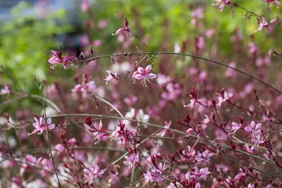 Gaura (Prachtkaars) - afbeelding 6