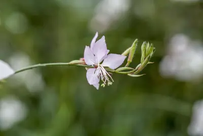 Gaura (Prachtkaars) - afbeelding 11