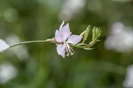 Gaura (Prachtkaars) - afbeelding 11