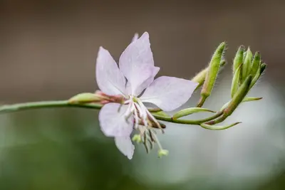 Gaura (Prachtkaars) - afbeelding 12