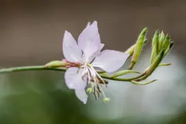 Gaura (Prachtkaars) - afbeelding 12