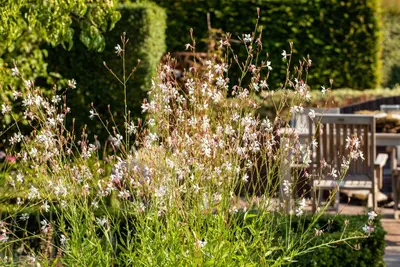 Gaura (Prachtkaars) - afbeelding 22