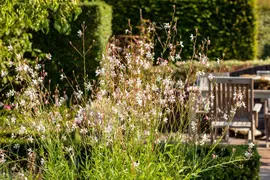 Gaura (Prachtkaars) - afbeelding 22