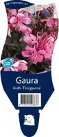 Gaura (Prachtkaars) - afbeelding 1