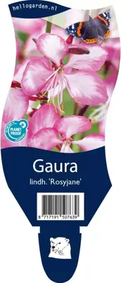 Gaura (Prachtkaars) - afbeelding 1