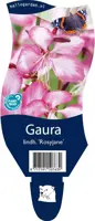 Gaura (Prachtkaars) - afbeelding 1