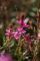 Gaura (Prachtkaars) - afbeelding 2
